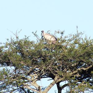 White-backed Vulture - Nairobi National Park