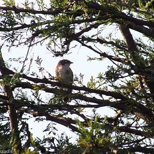 Northern Pied Babbler - Nairobi National Park
