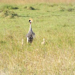 Grey Crowned-crane with Chicks - Nairobi National Park