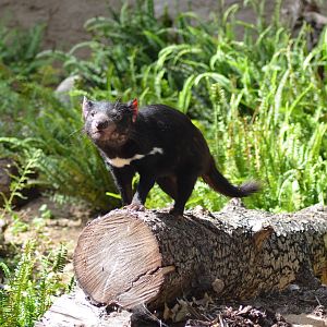 Tasmanian Devil