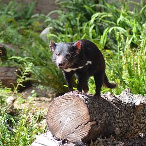 Tasmanian Devil