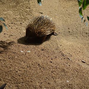 Echidna