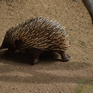 Echidna