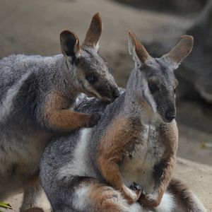 Yellow-footed Rock Wallabies