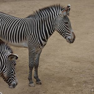 Grevys Zebras