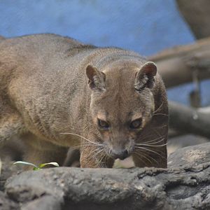 Fossa