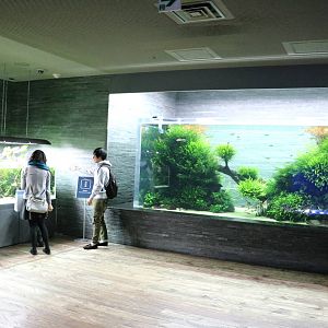 Aquascape tanks - Sumida Aquarium, February 2016