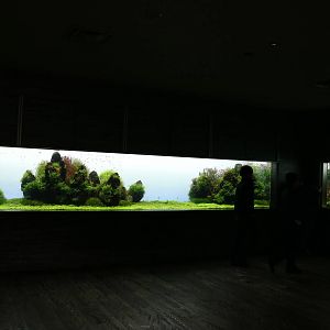 Aquascape tanks - Sumida Aquarium, February 2016