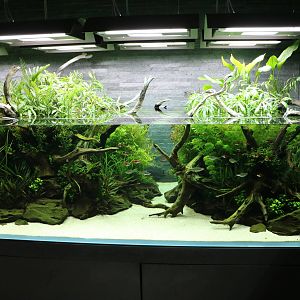 Aquascape tank - Sumida Aquarium, February 2016