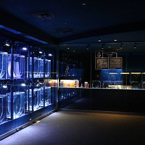 Jellyfish tanks & jelly lab - Sumida Aquarium, February 2016