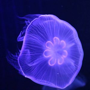 Unusual moon jellyfish - Sumida Aquarium, February 2016