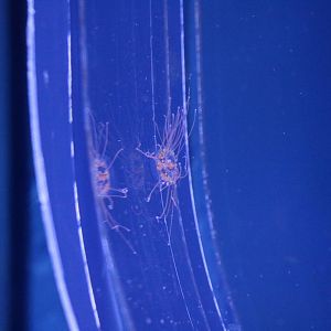 Clinging jellyfish - Sumida Aquarium, February 2016