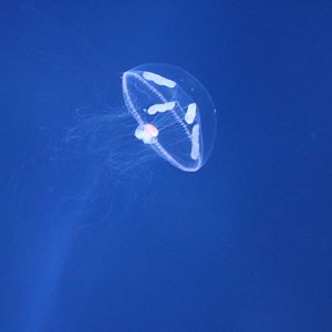 Eutonina indicans - Sumida Aquarium, February 2016