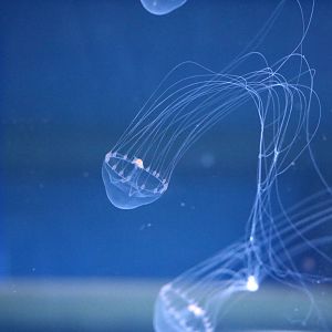 Tima formosa - Sumida Aquarium, February 2016