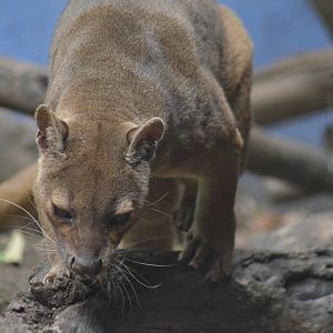 Fossa
