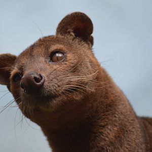 Fossa