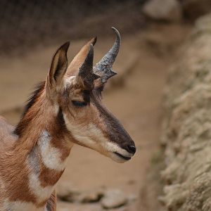 Peninsular Pronghorn