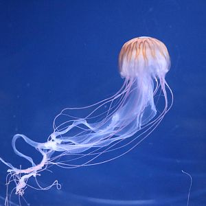 Japanese sea nettle - Sumida Aquarium, February 2016