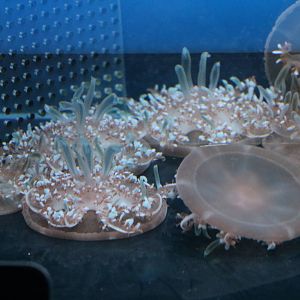 Upside-down/right-side-up jellyfish - Sumida Aquarium, February 2016