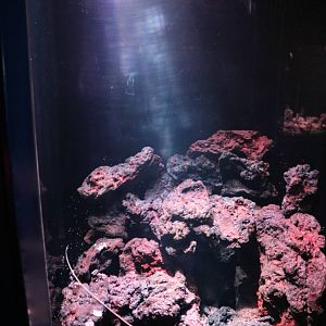 Japanese spiny lobster tank, February 2016