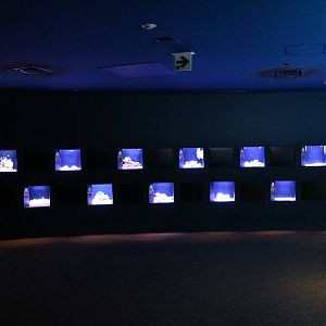 Jewel tanks for weird and wonderful species - Sumida Aquarium, February 201