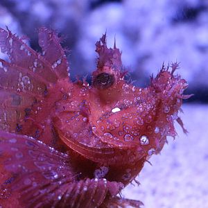 Weedy scorpionfish - Sumida Aquarium, February 2016
