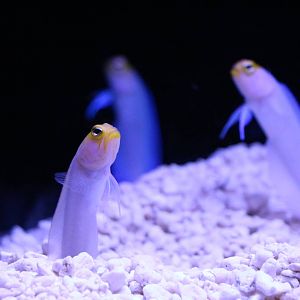 Yellowhead jawfish - Sumida Aquarium, February 2016