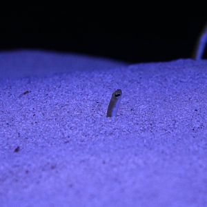 Yellow garden eel - Sumida Aquarium, February 2016