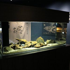 Japanese eel tank - Sumida Aquarium, February 2016