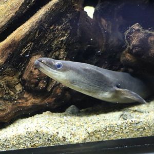 Japanese eel - Sumida Aquarium, February 2016