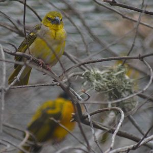 Black Headed Weavers