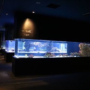 Reef tanks, February 2016