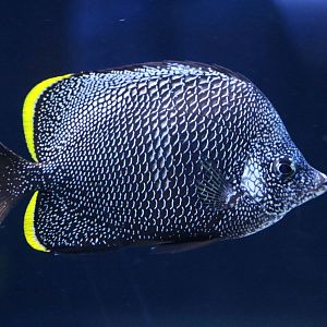 Wrought iron butterflyfish - Sumida Aquarium, February 2016