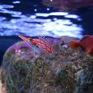 A pair of hawkfish - Sumida Aquarium, February 2016