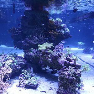 Reef tank - Sumida Aquarium, February 2016