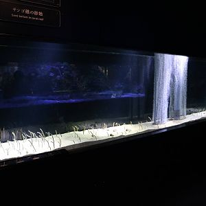 Eel garden tank - Sumida Aquarium, February 2016