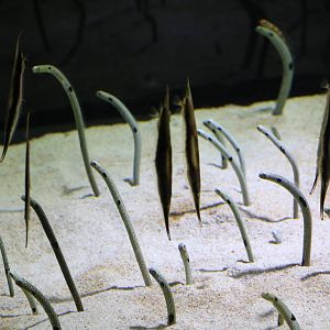 Garden eels and shrimpfish - Sumida Aquarium, February 2016