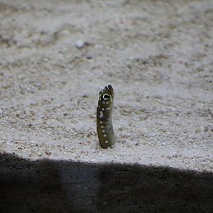 White-spotted garden eel - Sumida Aquarium, February 2016