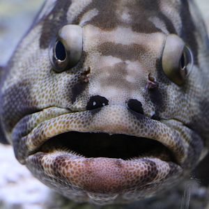 Camouflage grouper - Sumida Aquarium, February 2016