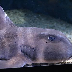 Japanese bullhead shark - Sumida Aquarium, February 2016