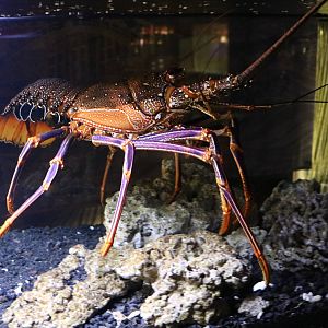 Panulirus brunneiflagellum - Sumida Aquarium, February 2016