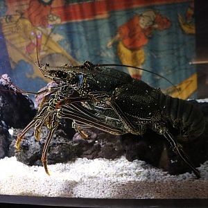 Panulirus penicillatus - Sumida Aquarium, February 2016