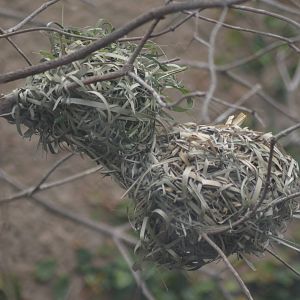 Black Headed Weaver Nests