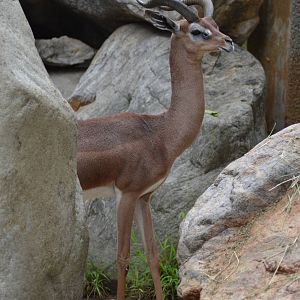 Gerenuk