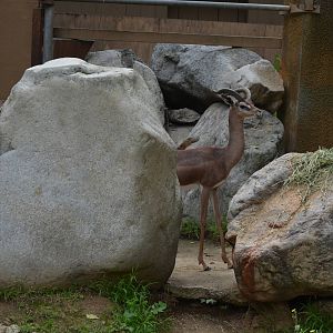 Gerenuk