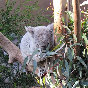 Koala