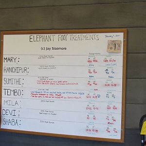 Elephant Foot Treatments