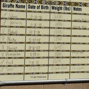 Giraffe Chart