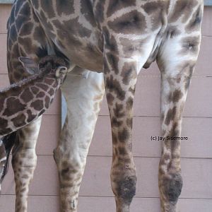 Obi the Giraffe Nursing (12 days old!)