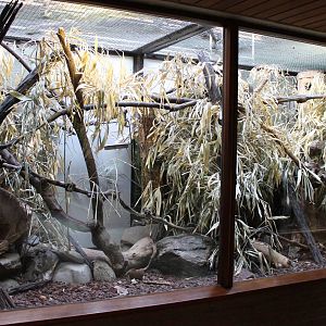 Enclosure Prevost squirrel